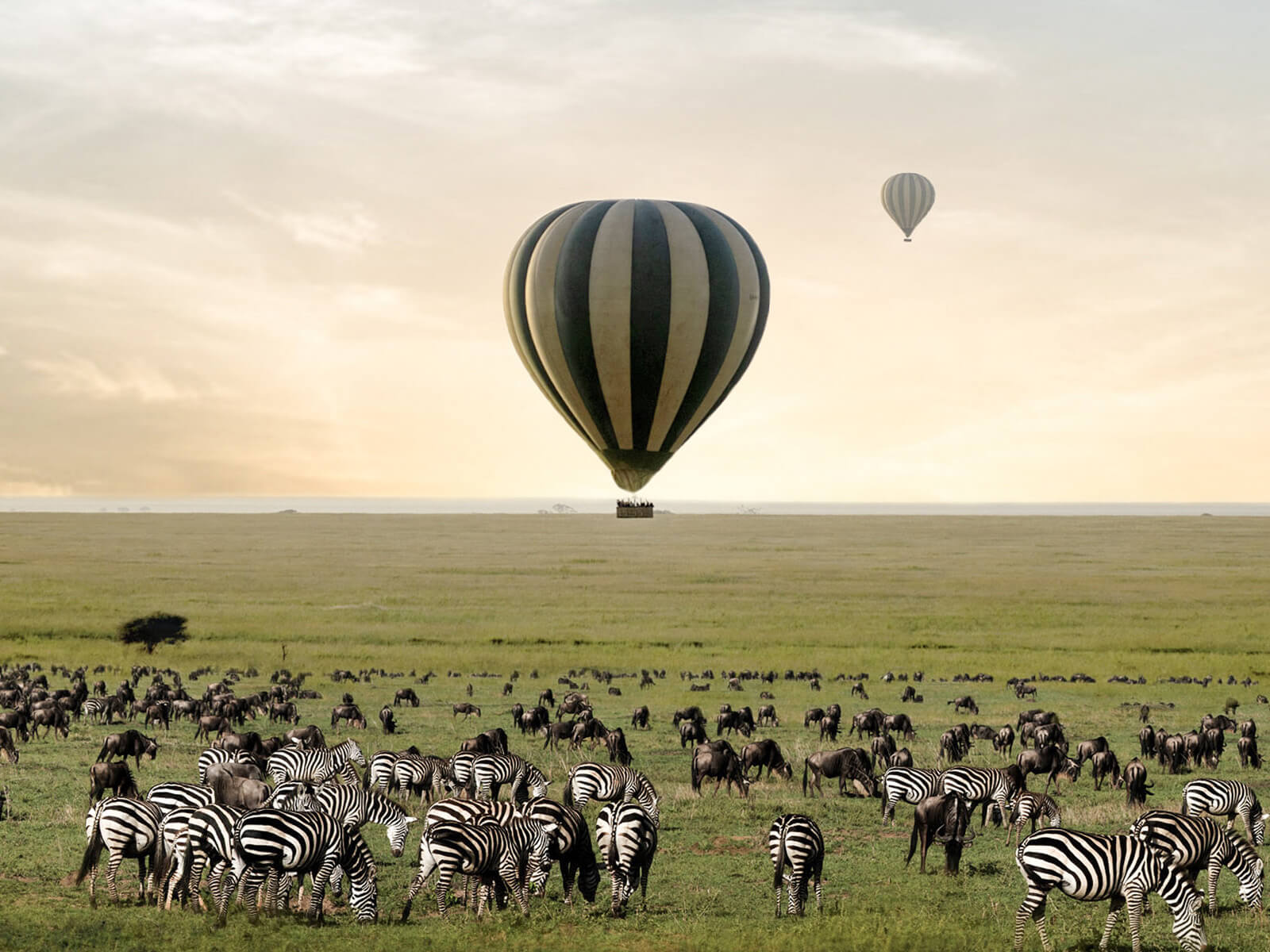 Balloon Safari (for Lion's Cradle)