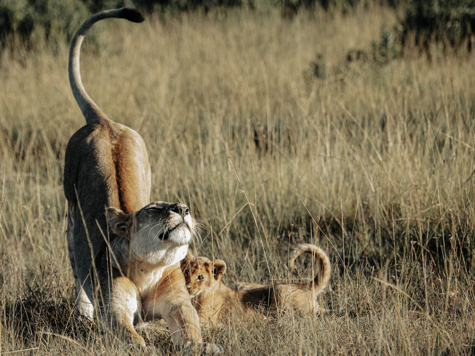 Safari & Wildlife Adventures